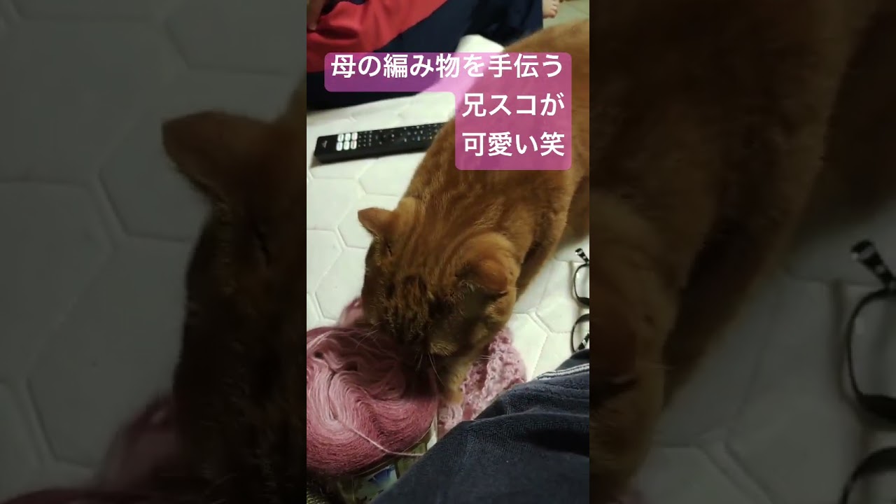 母の編み物を手伝うスコティッシュフォールド笑 #スコティッシュフォールド #ポメラニアン #犬猫