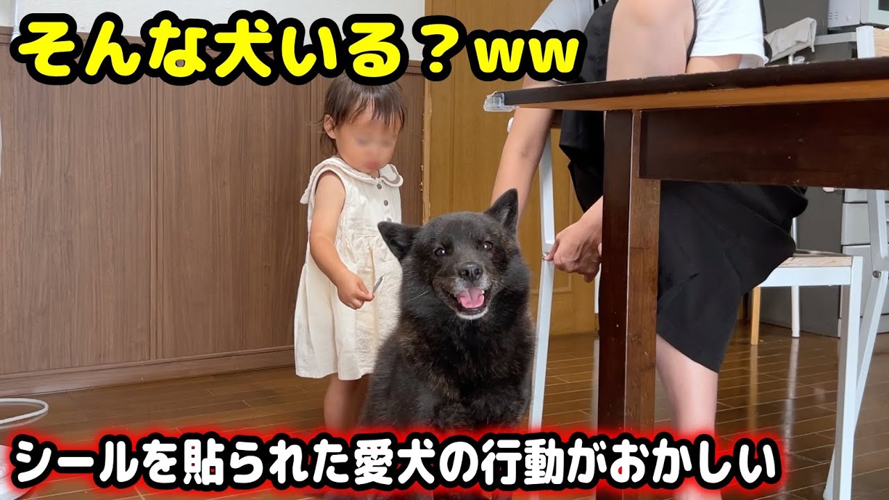 娘とシールで遊んでたら愛犬が信じられない行動にw【甲斐犬一休と猫のしずく】
