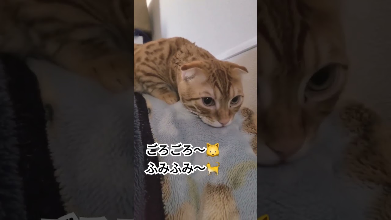 早朝、もう少しだけ寝たりなかったコモドン【コモドンの観察日記】 #猫 #キンカロー #cat