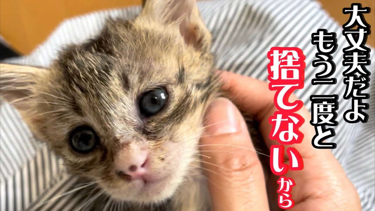 母猫を思い出し人間の指を吸って寝落ちする子猫の姿に泪が出ます