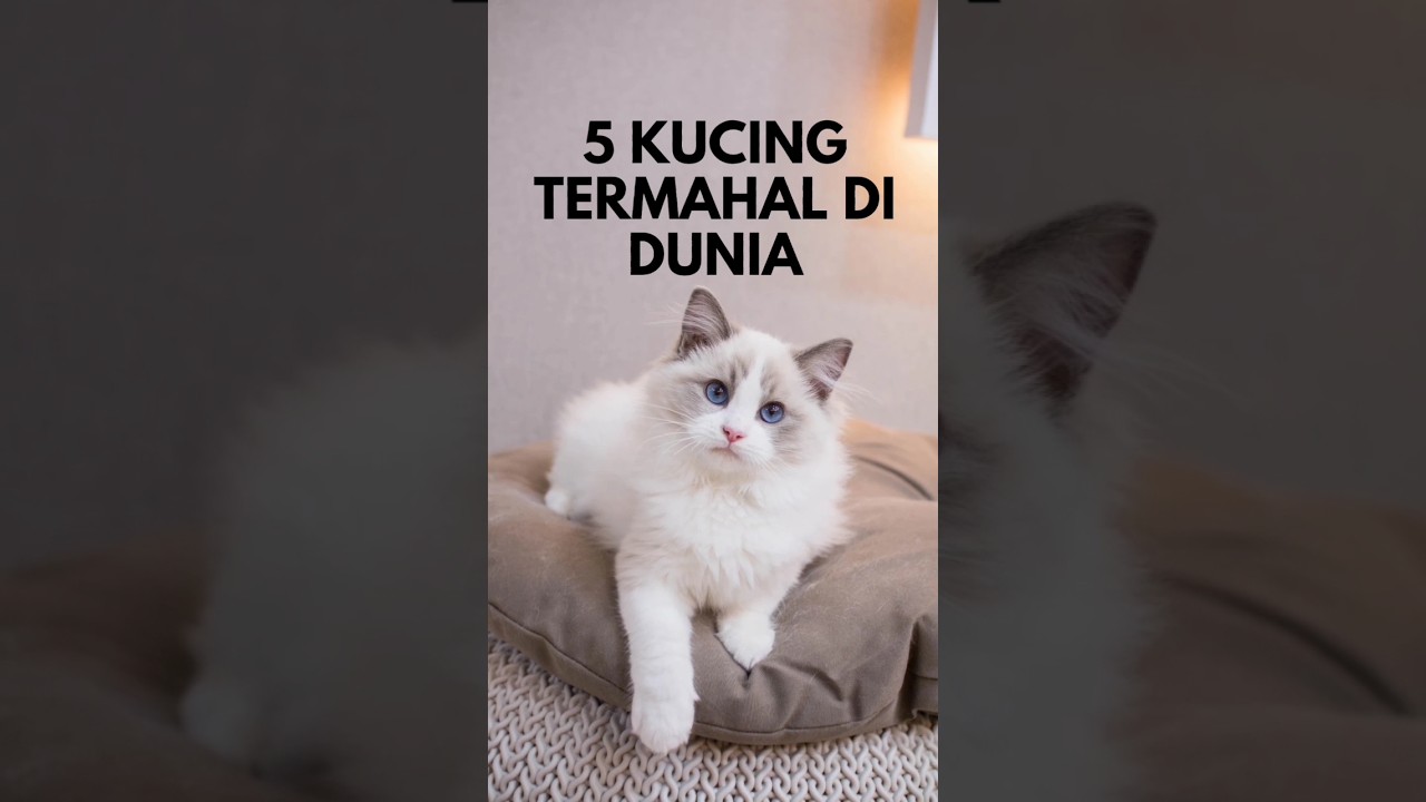 Inilah Ras Kucing Termahal Di Dunia