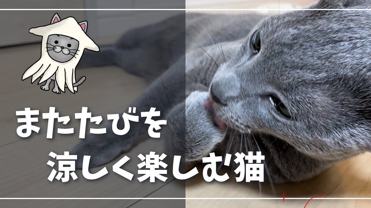 またたびの新たな楽しみ方と嬉しいお知らせ【ロシアンブルー】