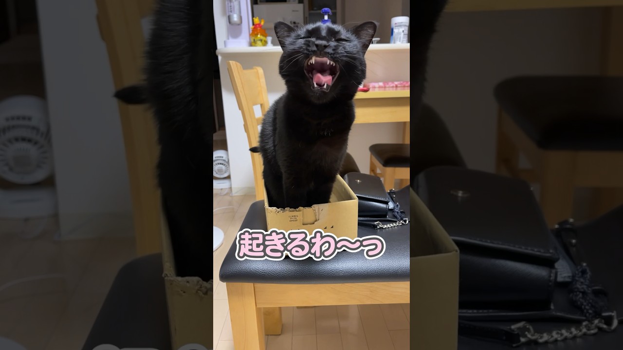 寝ぼけた猫が、この後大変なことに…