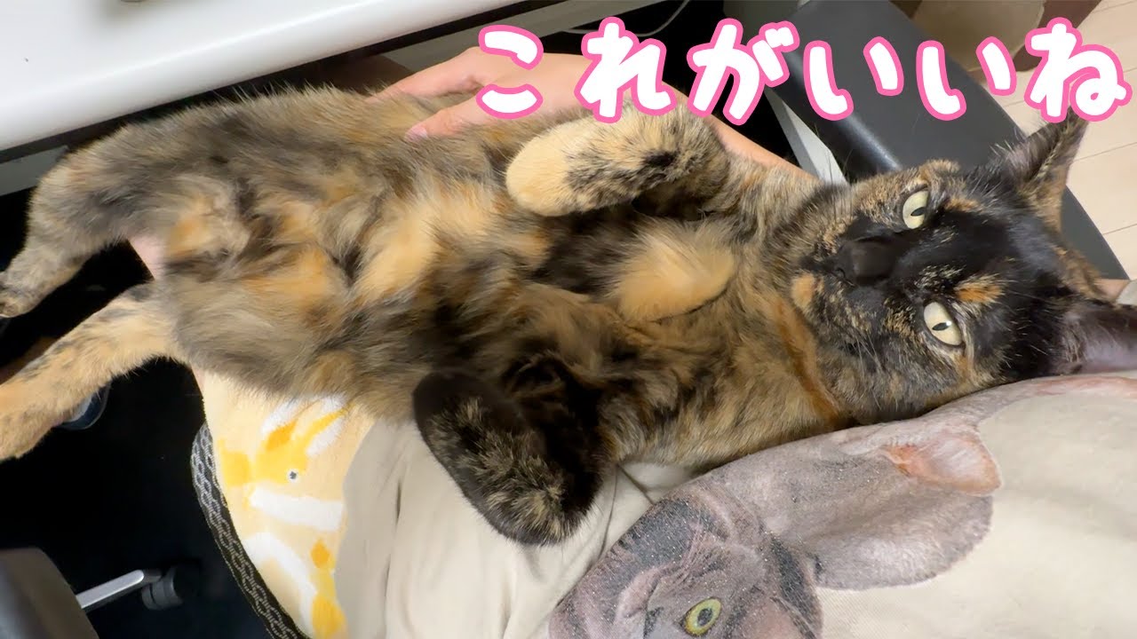ママの上でリラックスしまくりのサビ猫