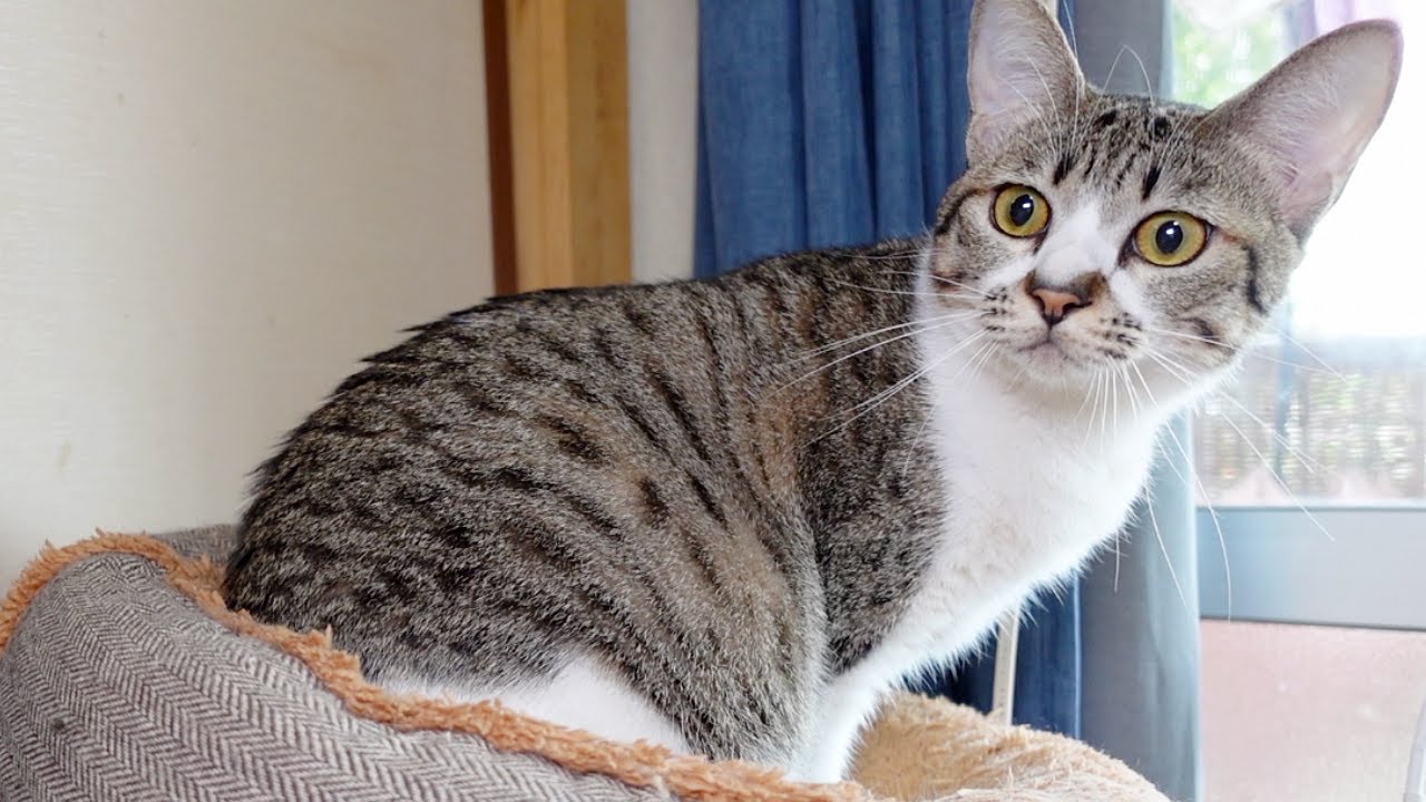 はじめて地震を体験した子猫たちの反応…