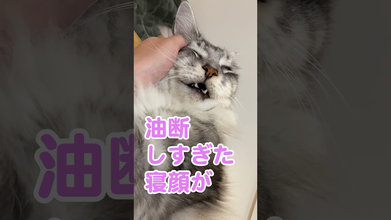 白目をむいて寝る #大型猫 #メインクーンのオス #shorts