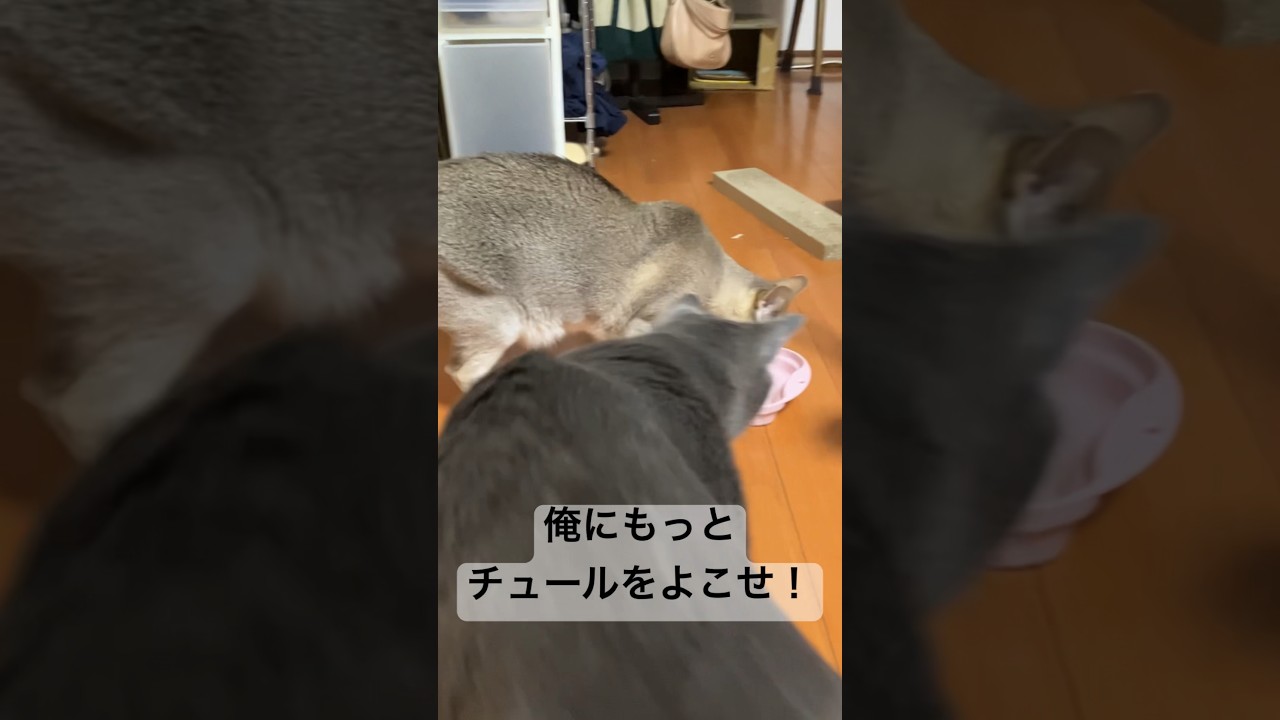 【実録】チュール強奪犯（ロシアンブルー（7））の執拗なやり口