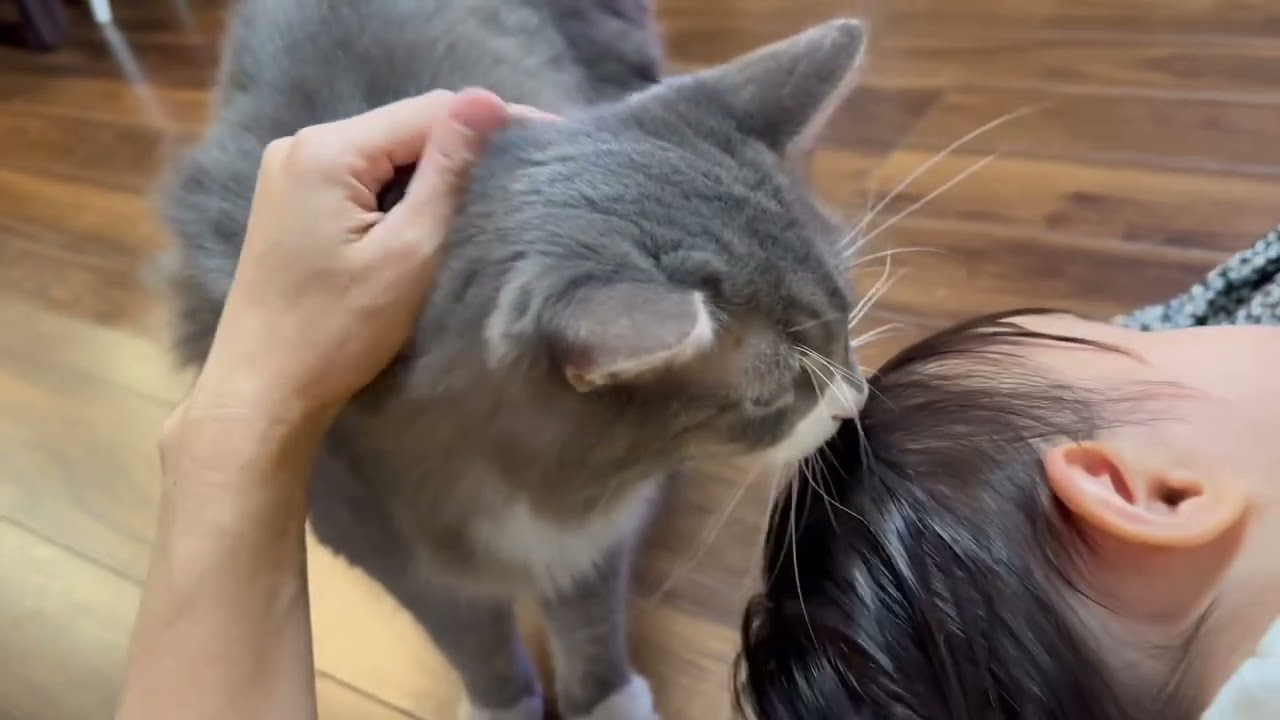 物言いたげに近付く猫　ノルウェージャンフォレストキャット　ラガマフィンA cat that approaches as if to say something.