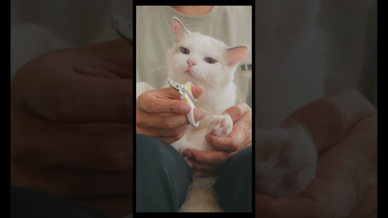 キックに始まりキックで終わる爪のお手入れ　#猫 #ラグドール #ragdollcat