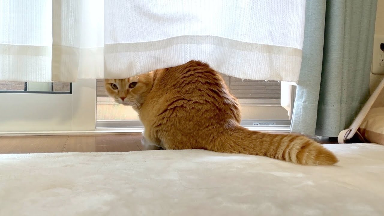 部屋の外が蒸し暑いのを知った猫