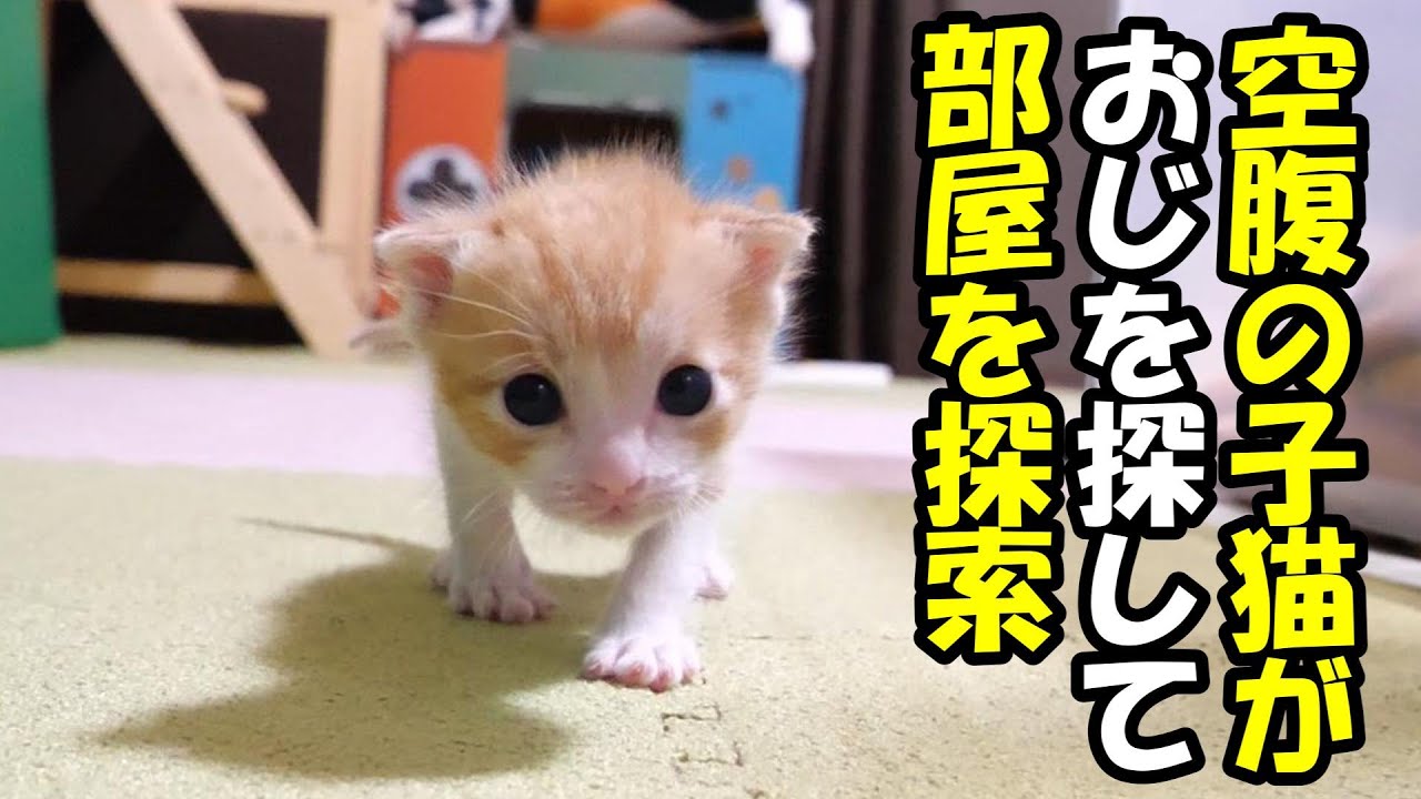 お腹を空かせた子猫がおじを探して部屋を探索する【赤ちゃん猫　保護猫】
