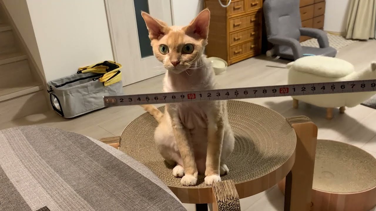 定規を猫じゃらしと勘違いしたデボンレックス猫です(Devon Rex cat plays with a tape measure)