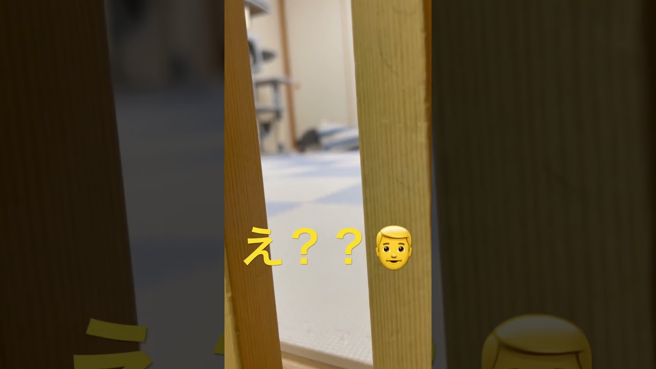 謎のダッシュ💨そらちゃん🧡（ロシアンブルー）#shorts