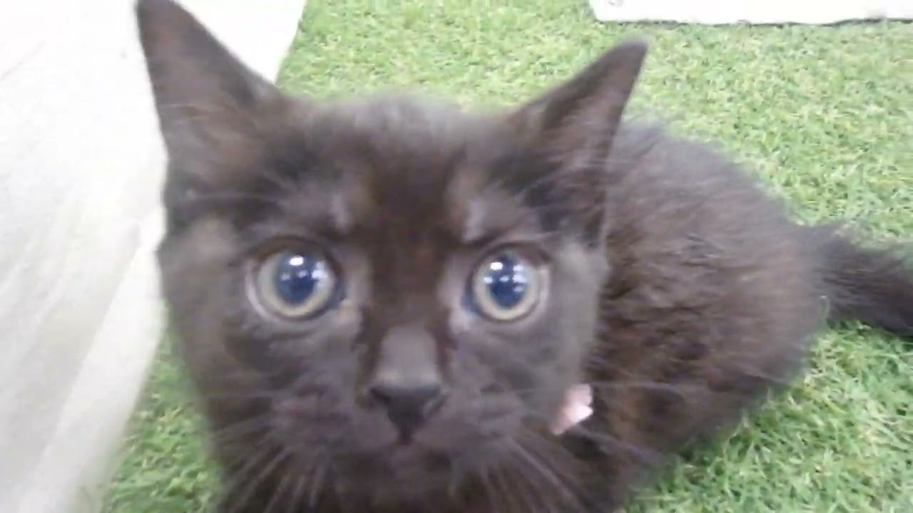 Coo&RIKU　No00644303 ボンベイ