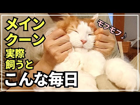大型猫の日常ってこんな感じ！穏やかな猫って言われるけど遊ぶ時は本気なメインクーンが可愛すぎました！