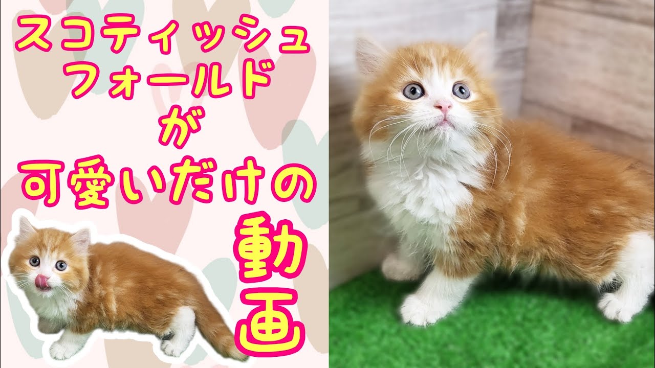 スコティッシュフォールド・子猫【鶴見元宮店】