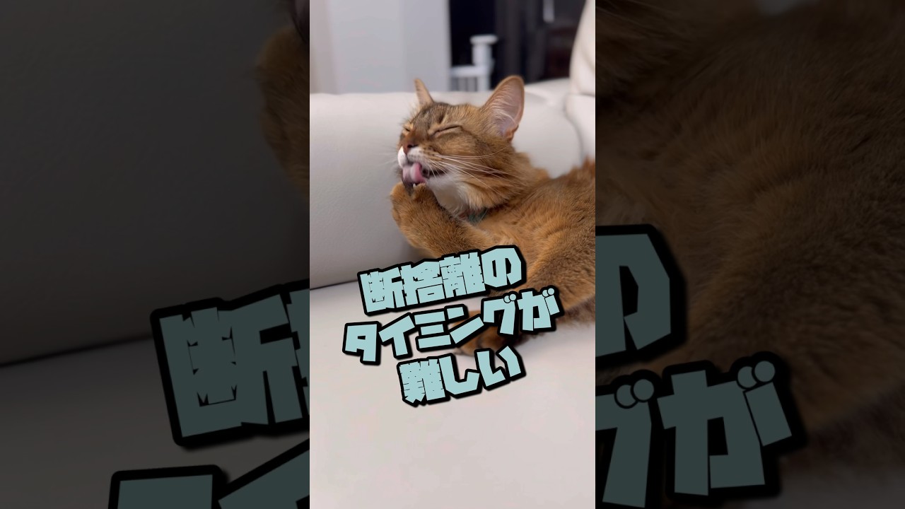 甘えた猫がスケスケのテロンテロンを見ると