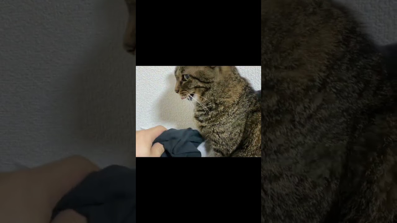 凶暴猫に俺の臭いパンツを近づけたらブチギレた...