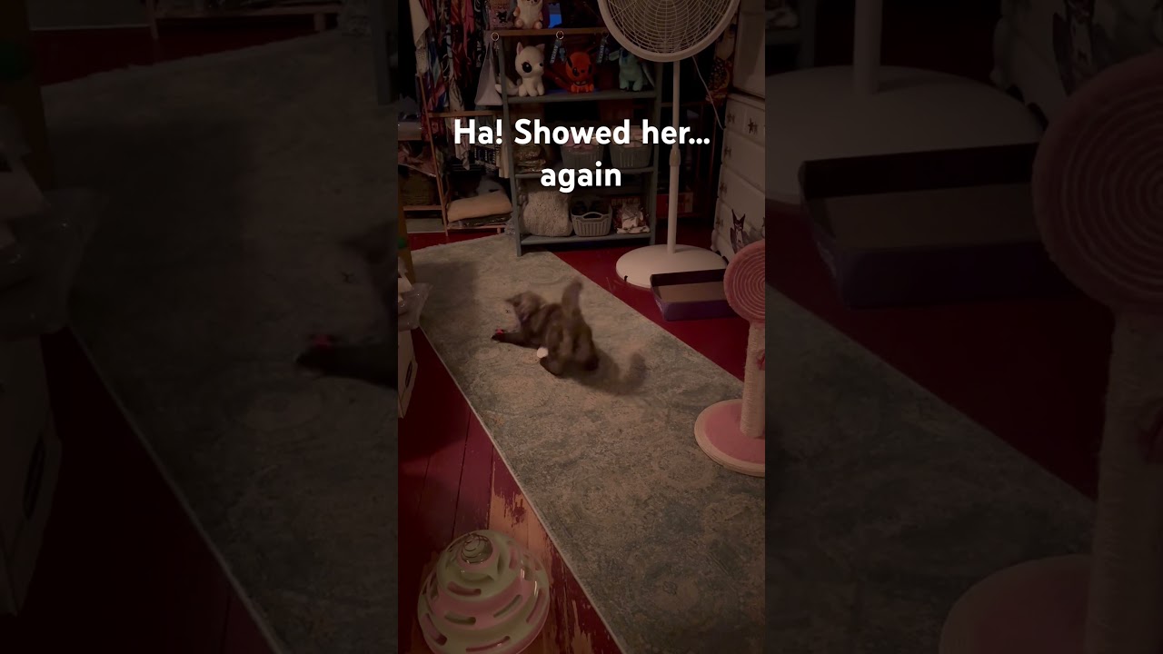 Maine Coon kitten ambush Part 2 #mainecoon