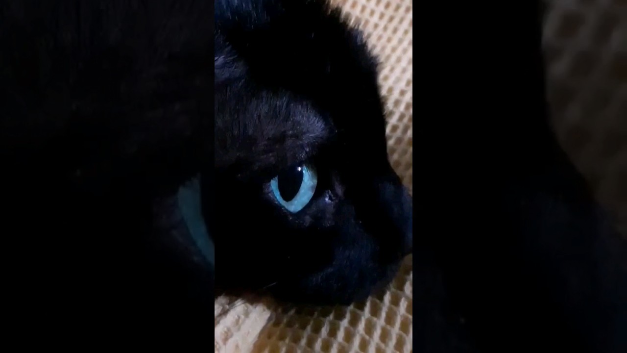 CAT'S EYE | A Mesmerizing Mystery