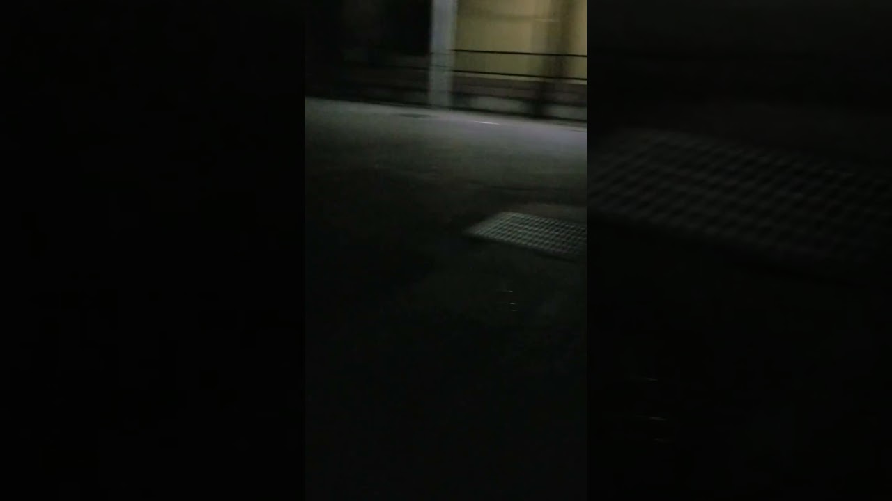 アメリカンショートヘアーのりぃ夜ぴてのさんぽ#アメリカンショートヘア