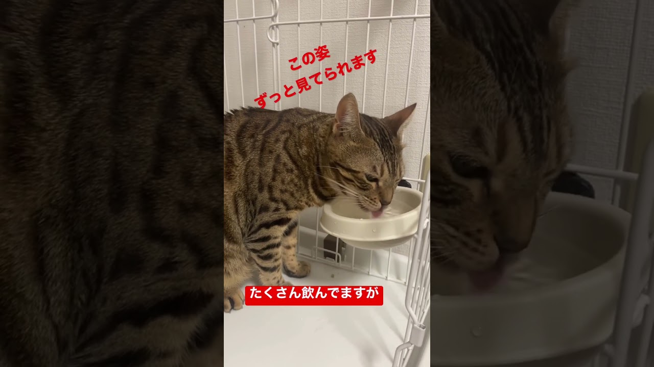 【爆飲み】健気に待ってるけど、あげるのは水です。#shorts #animals