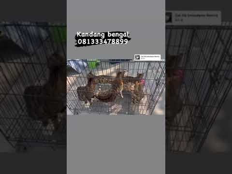 kucing bengal