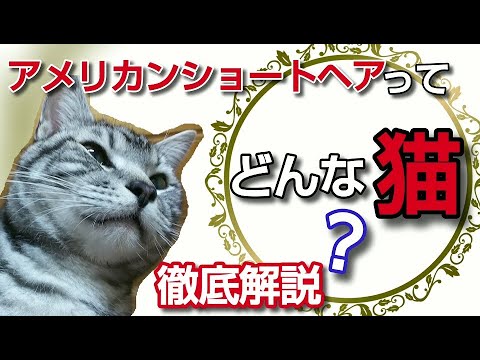 【為になる猫知識】アメリカンショートヘアってどんな猫？性格や特徴、寿命など徹底解説！
