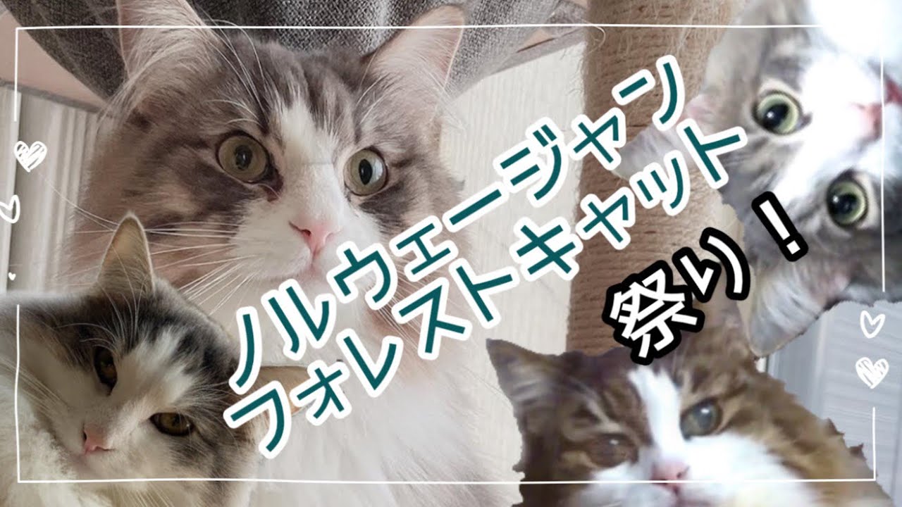 ノルウェージャンフォレストキャット4匹、可愛さ合戦！スペシャルコラボだよ！
