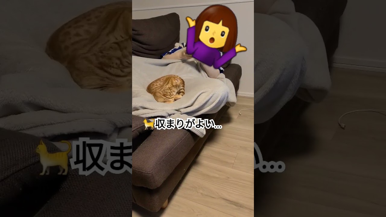 収まりがいいところを見つけてしまった結果【コモドンの観察日記】 #猫 #キンカロー #cat