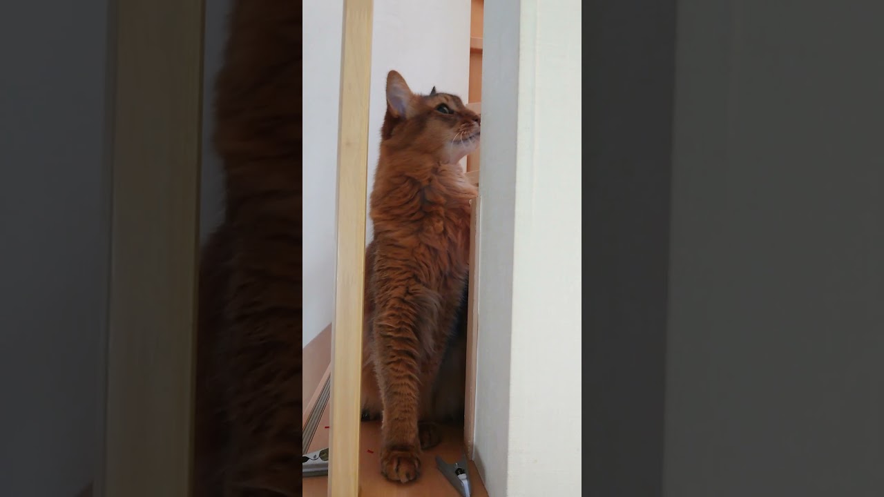一緒に遊んでほしい猫（ソマリ）