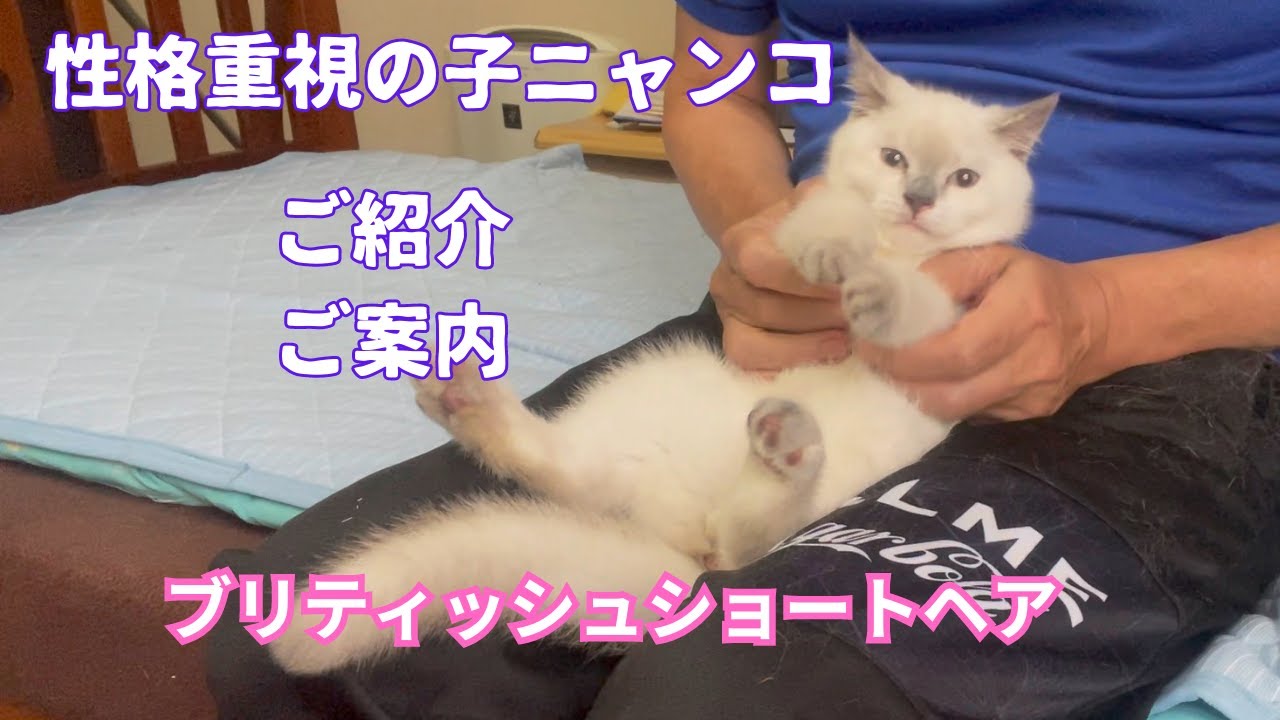 【5月12日生まれブリティッシュショートヘアご紹介】人好きに穏やかに性格の良さ急上昇！ポイントカラーの女の子
