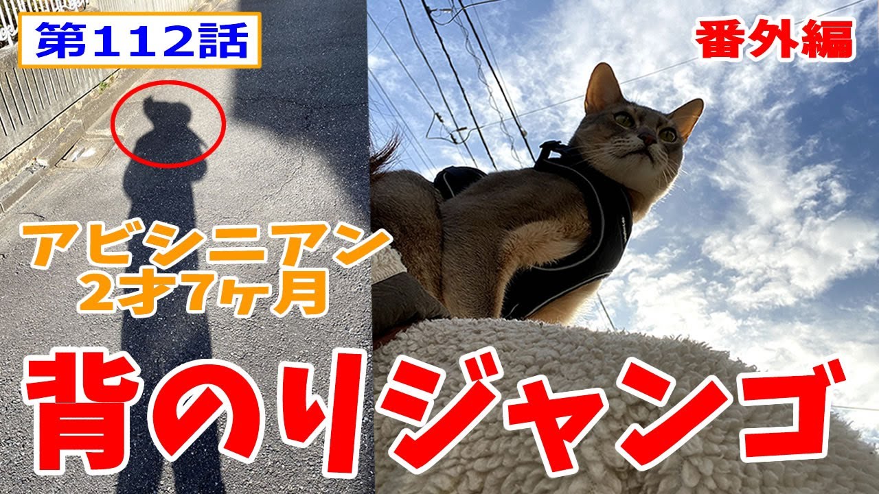 猫と散歩 アビシニアン (毎日の散歩) #112