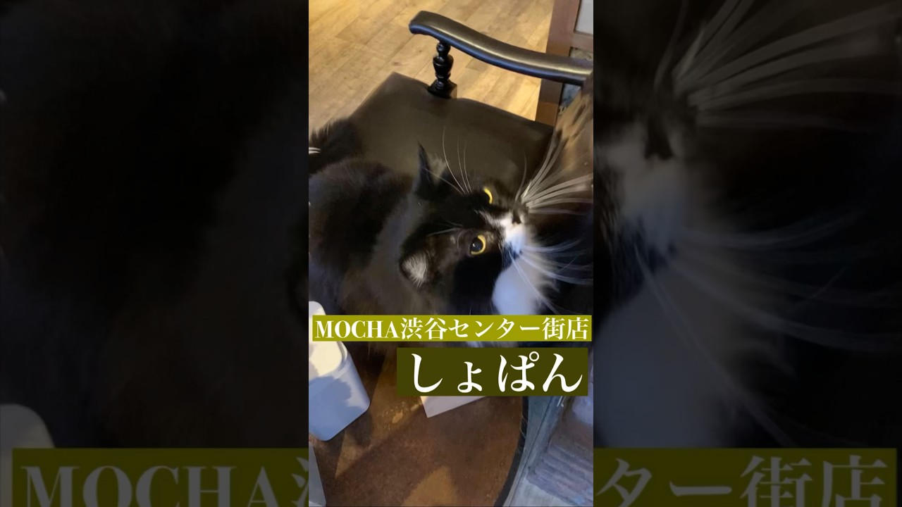 🐱しょぱん🐱　(スクーカム♂)　#猫カフェモカ渋谷センター街店　2023/7/11撮影　#shorts　#cat