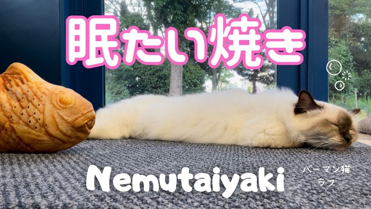バーマン猫ラフ【眠たい焼き】Nemutaiyaki（バーマン猫）Birman/Cat