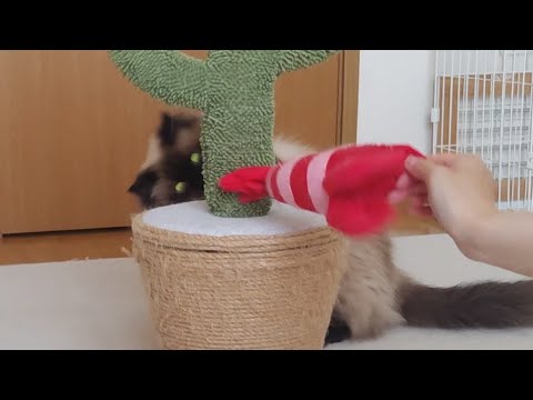 【ヒマラヤン】温厚な猫でも遊ぶときは激しい