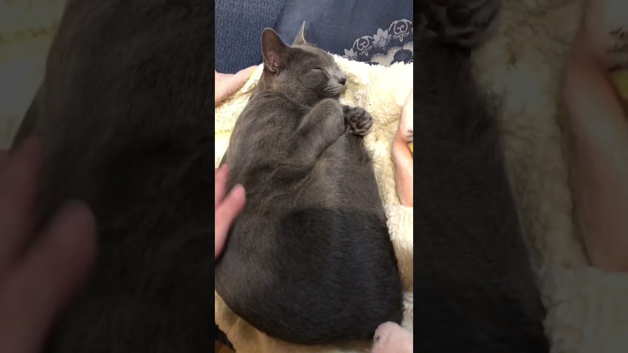 椅子の上で丸くなって寝てみる #猫 #かわいい #日常 #shorts #癒し #cat #cute #ねこ #ロシアンブルー #russianblue #animals #アニマル #cats