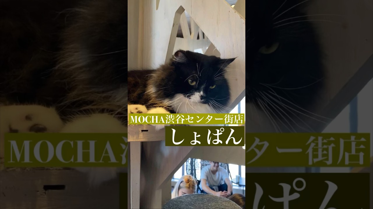 🐱しょぱん🐱　(スクーカム♂)　#猫カフェモカ渋谷センター街店　2023/7/11撮影　#shorts　#cat