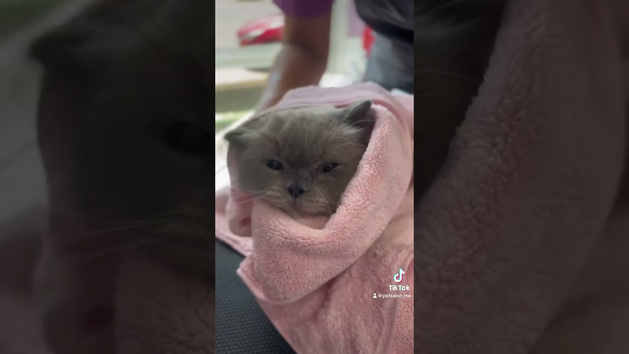 ヒマラヤンのカルピンちゃんが来てくれました　京都市南区　ペットサロンみぃ