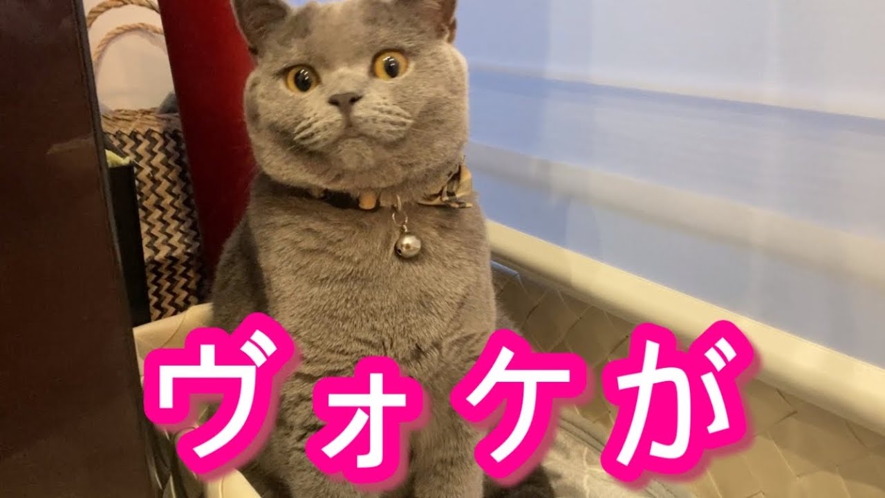 ツンデレNo.1と言われるブリティッシュショートヘアの日常がこちら【british shorthair cat】