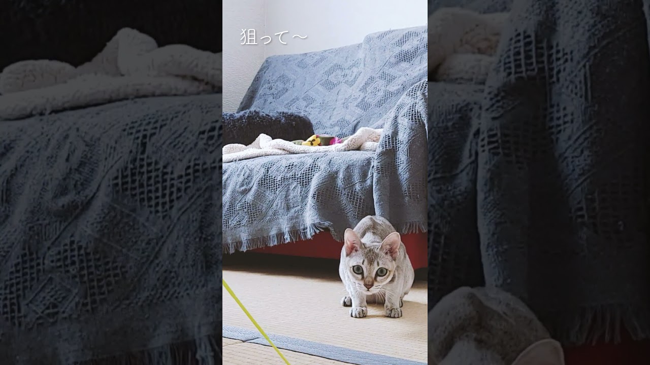 獲物（おもちゃ）を狙う子猫#シンガプーラ#６ケ月#singapura #遊び
