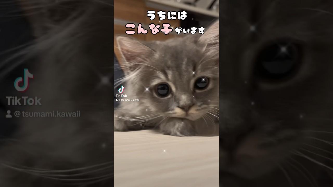 ０歳ラガマフィンの可愛い仕草♡  #子猫 #おすすめ #cat #かわいい #つまみちゃん #ラガマフィン #猫 #ねこのいる生活 #shorts