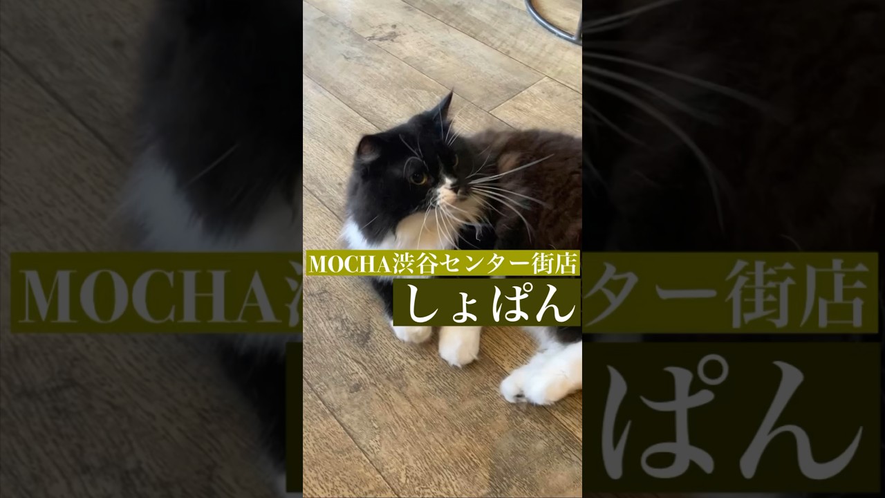 🐱しょぱん🐱　(スクーカム♂)　#猫カフェモカ渋谷センター街店　2023/7/11撮影　#shorts　#cat