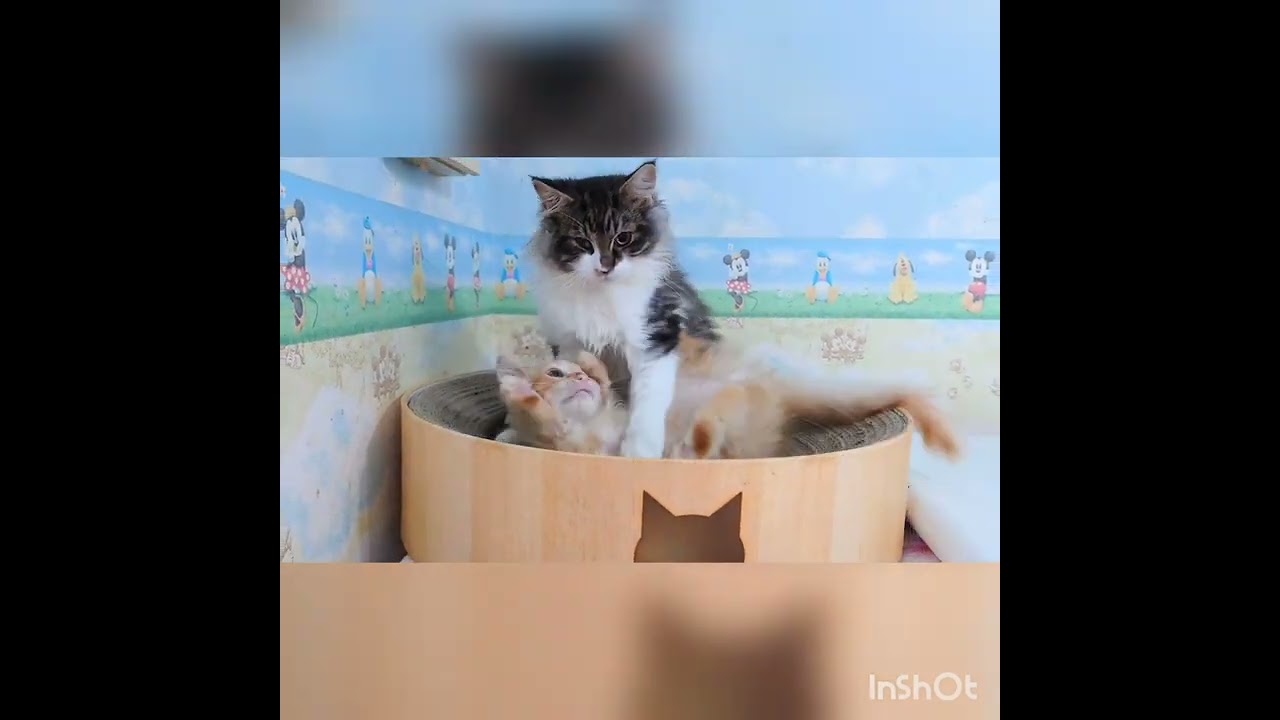 サイベリアン 【レッドタビー】とても活発な男の子☆