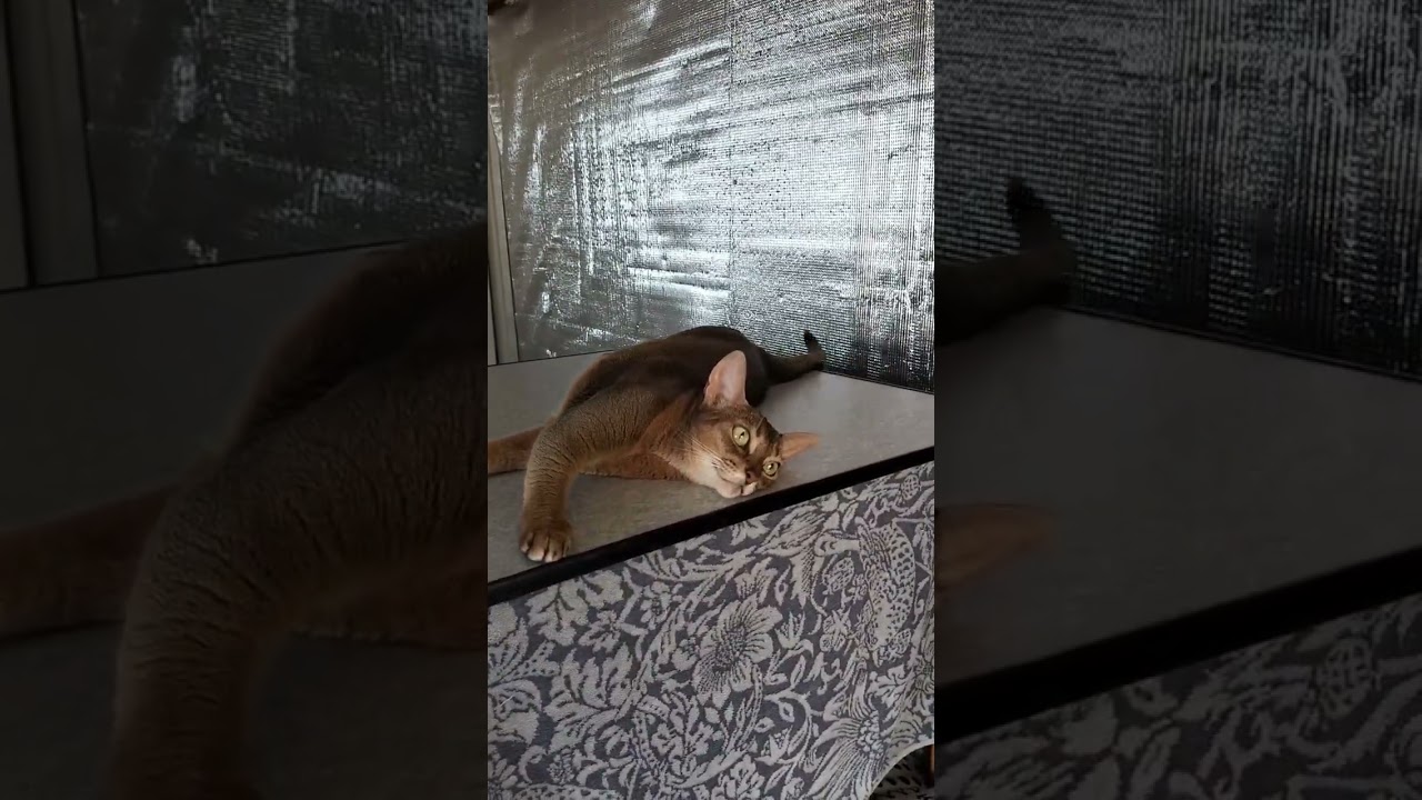ネコ動画あび＃1910　#shorts　あびの毎日　アビシニアン　あび