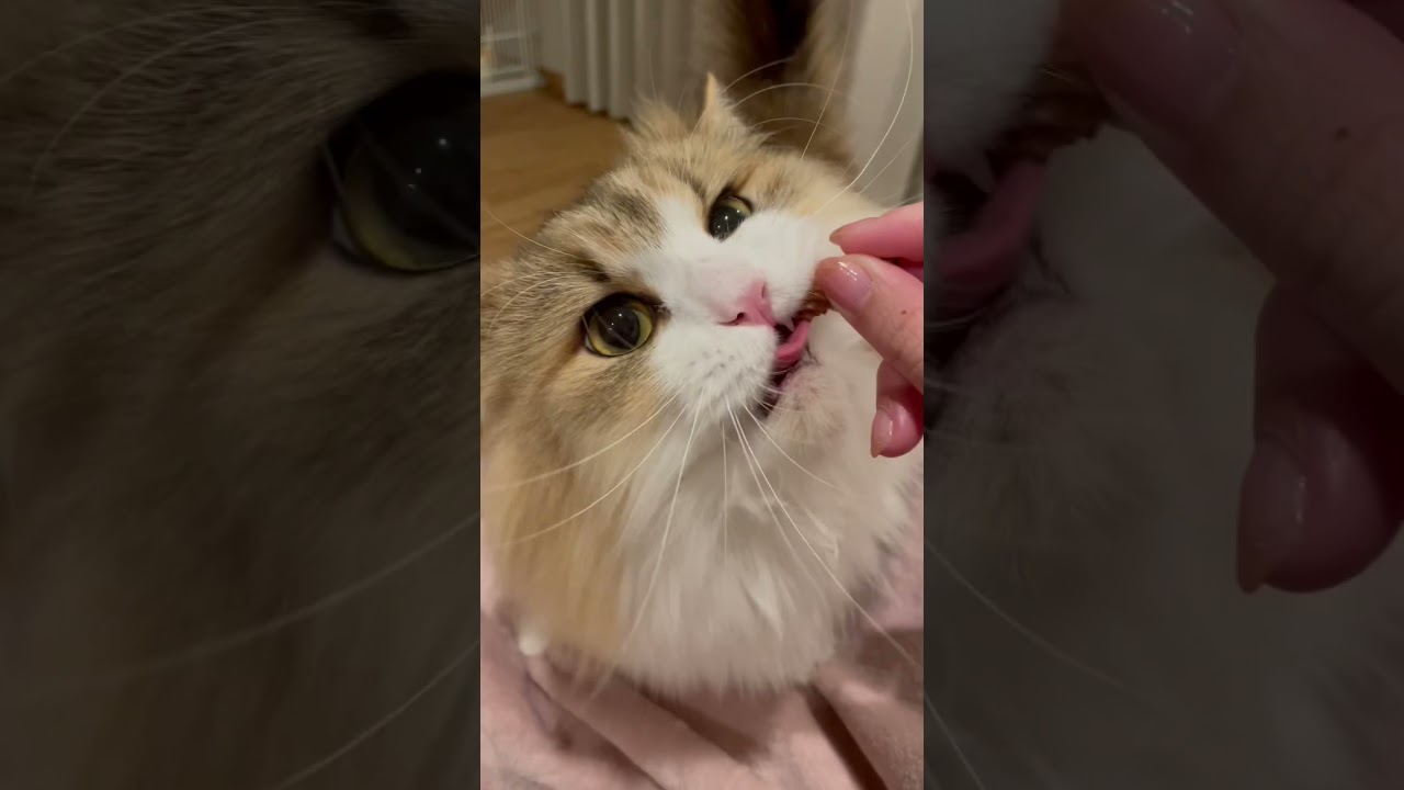 ハミガキのおやつを食べる猫ちゃん #shorts #ミヌエット #猫