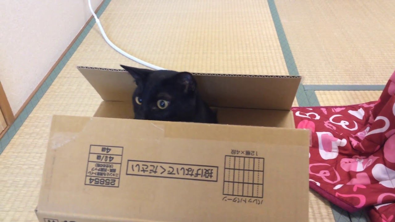 2016/04/17　セルカークレックスの梅子vol.180