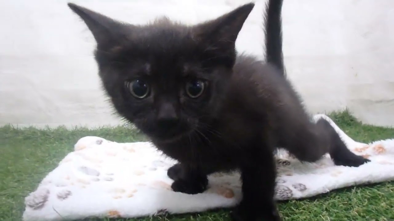 Coo&RIKU　No00644302 ボンベイ