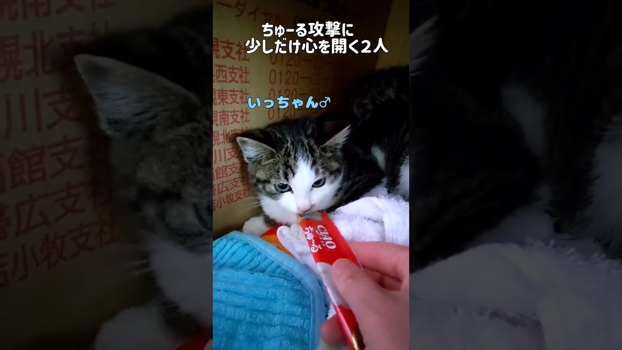 人馴れ訓練中の子猫達にちゅーるをあげてみた　#Shorts#猫#里親募集中