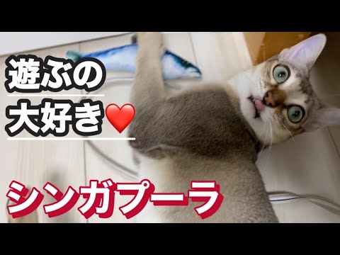 ドアの隙間にオモチャ　シンガプーラ
